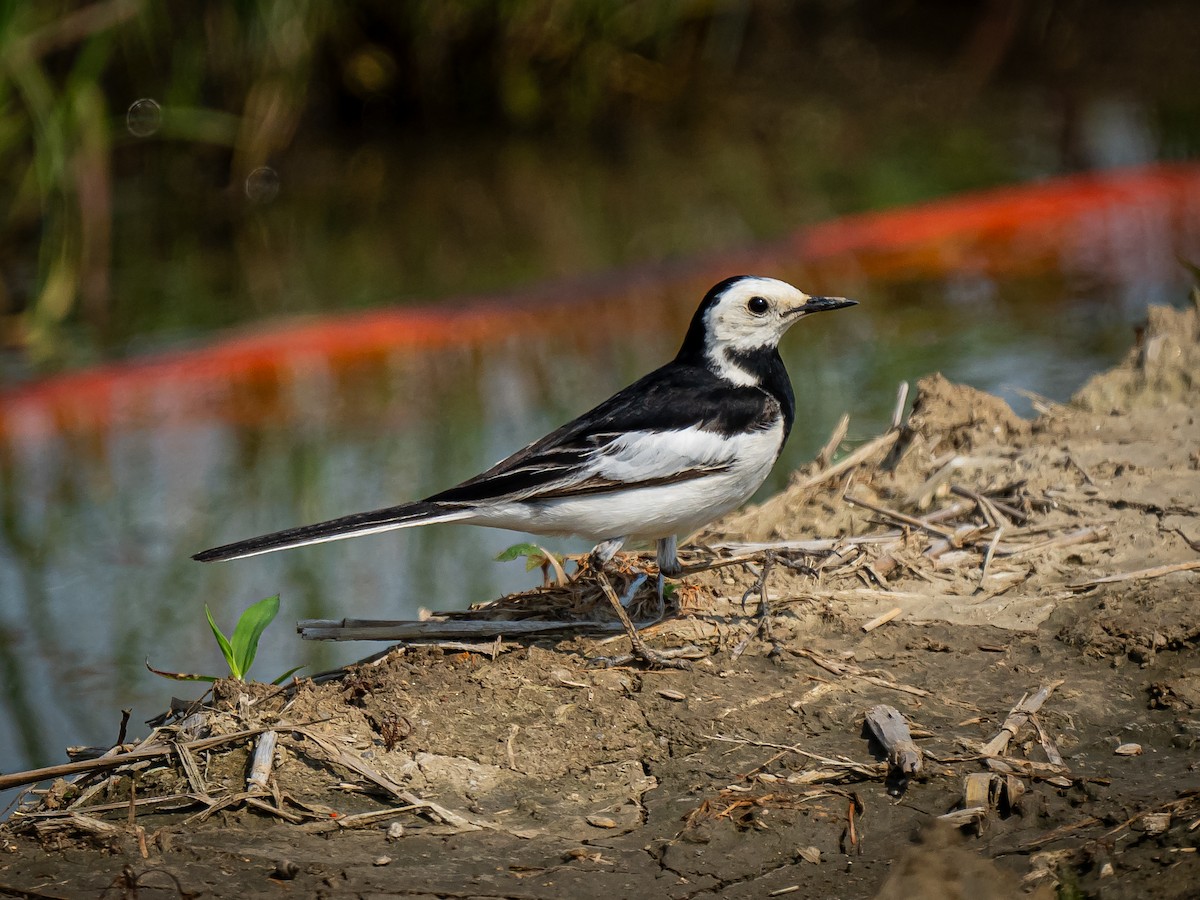 White Wagtail - Phillip K