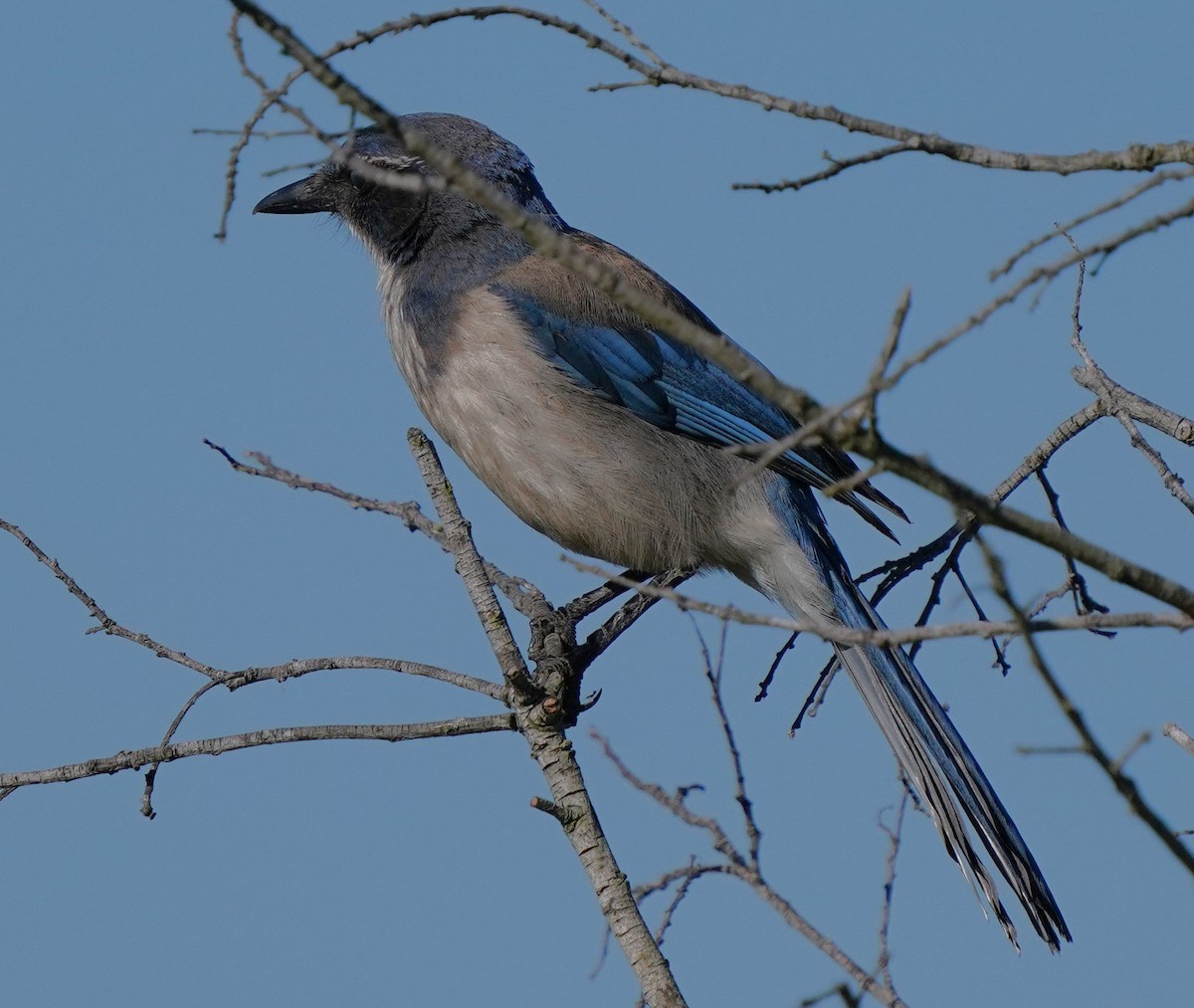 California Scrub-Jay - ML620473687