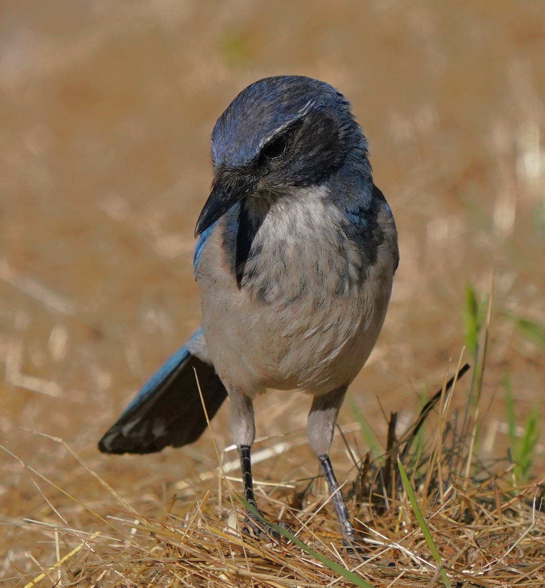 California Scrub-Jay - ML620473690