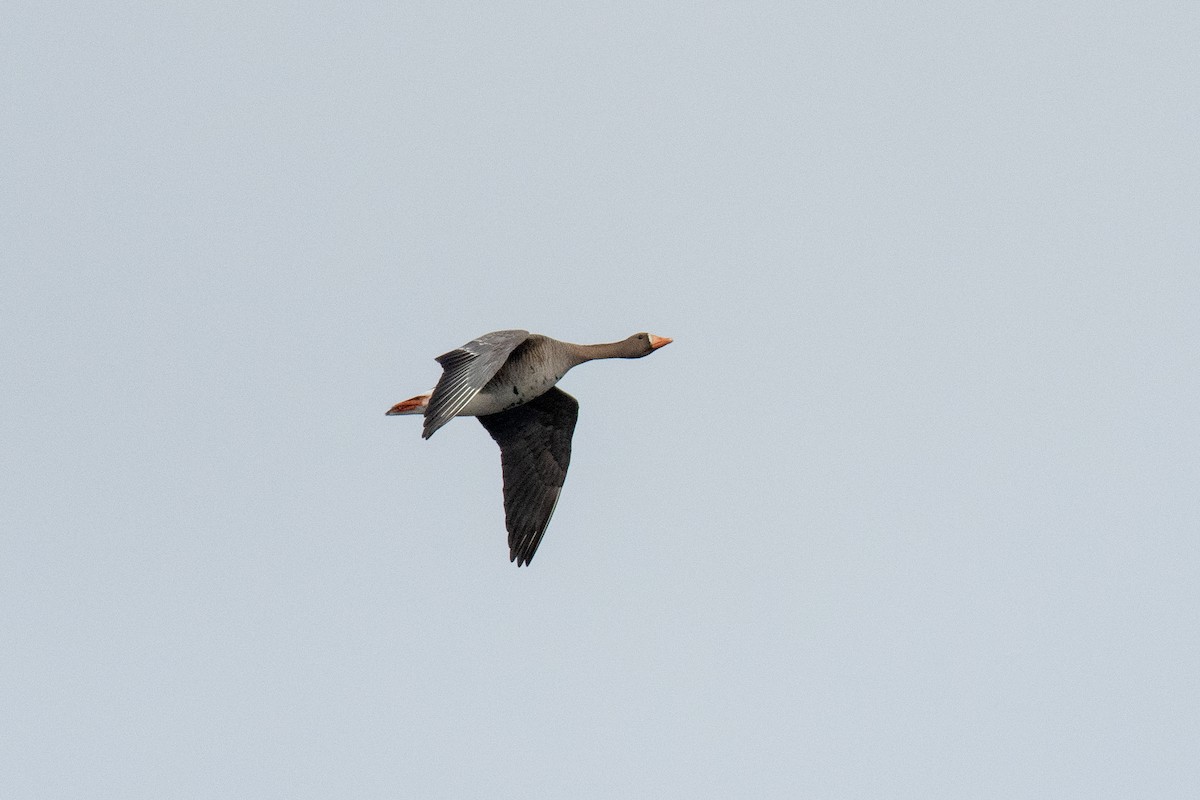 Greater White-fronted Goose - ML620473716