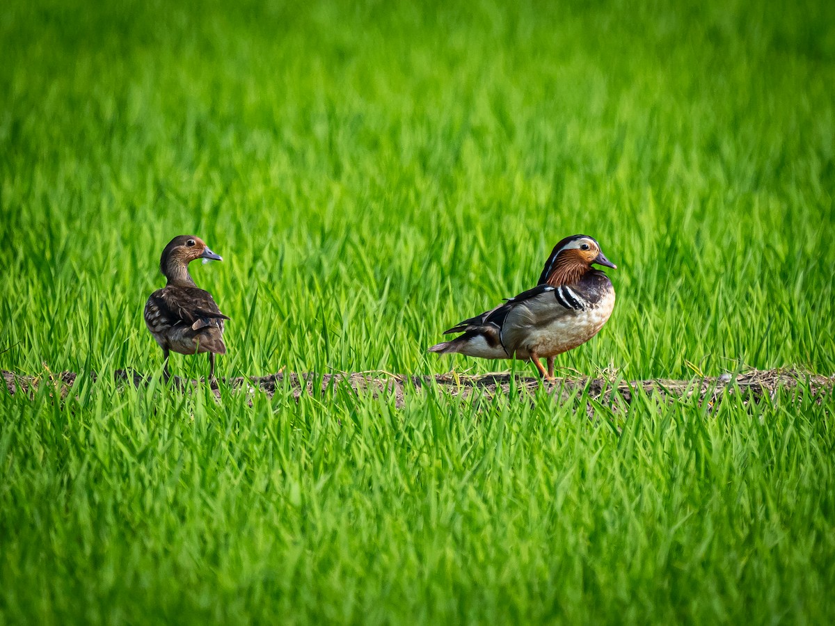 Mandarin Duck - ML620473720