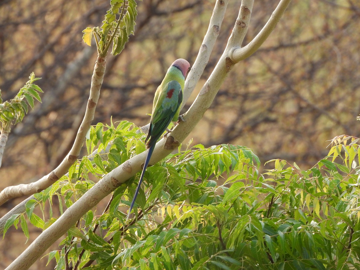 Plum-headed Parakeet - ML620473721