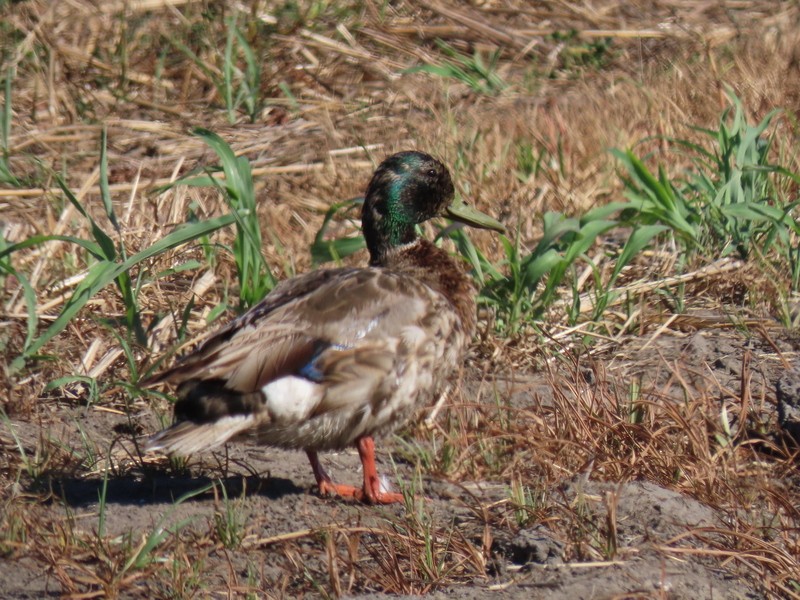 Canard colvert - ML620473725