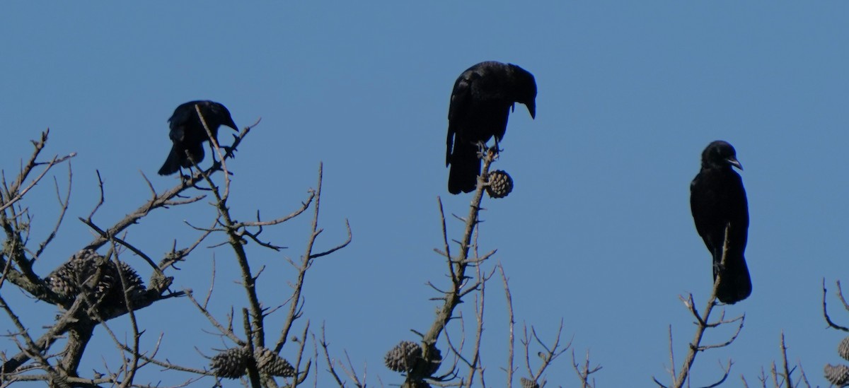 American Crow - ML620473726