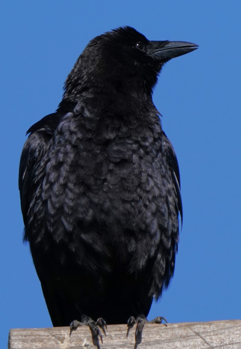 American Crow - ML620473727