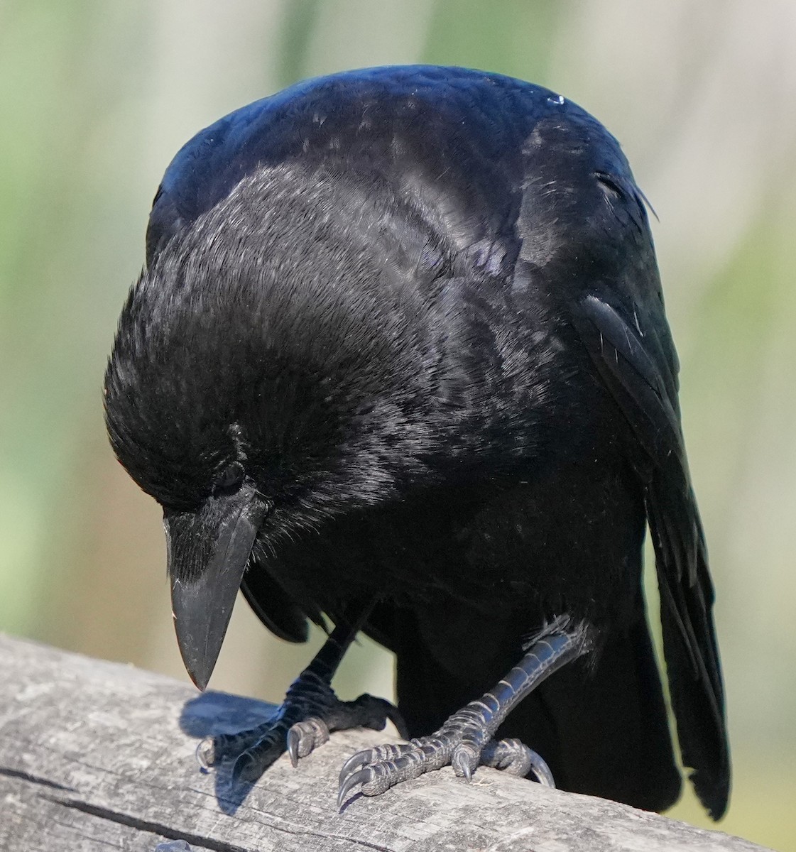 American Crow - ML620473728