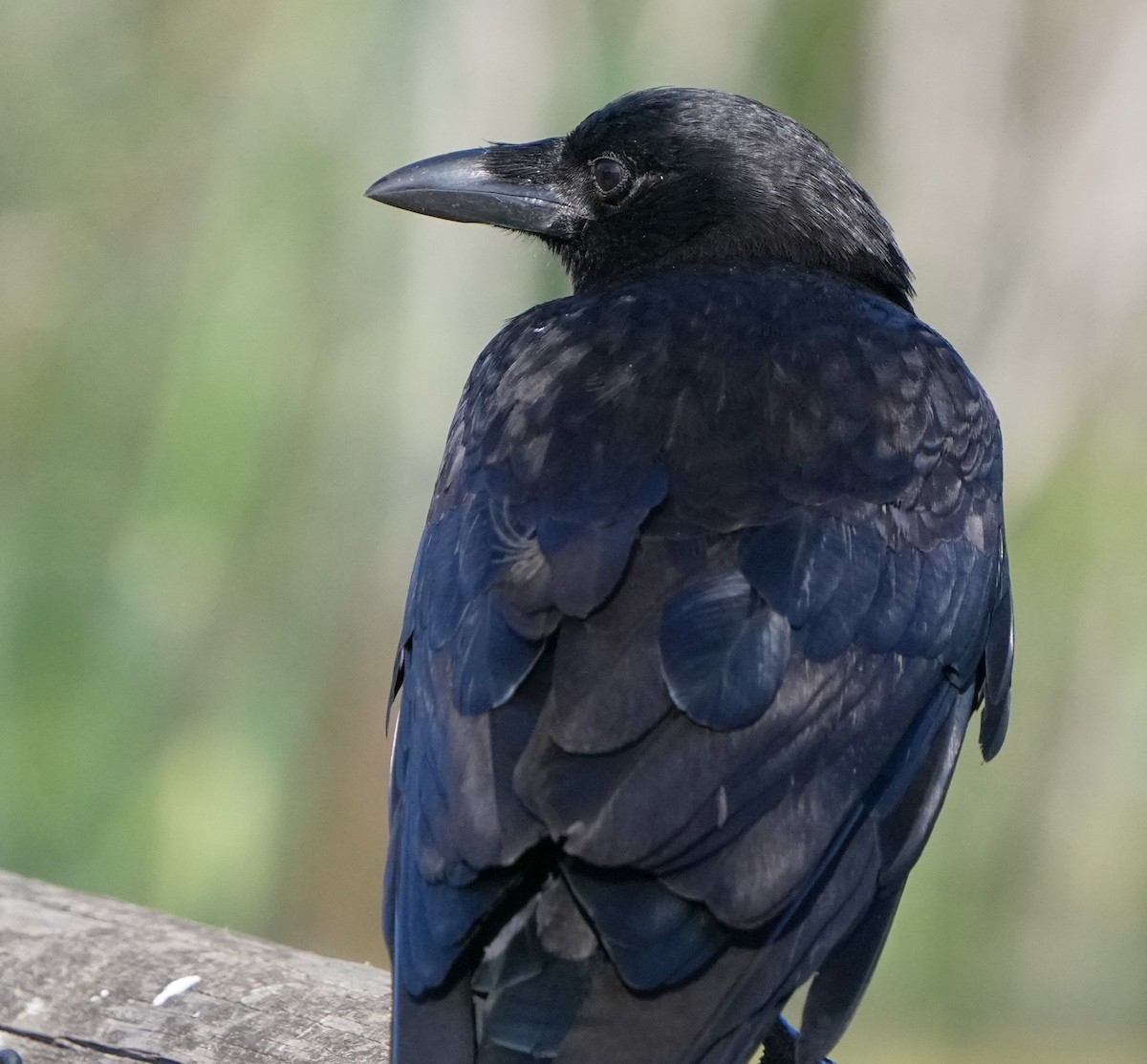 American Crow - ML620473729