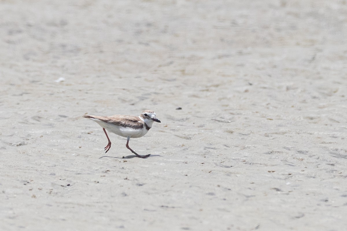 Wilson's Plover - ML620473735