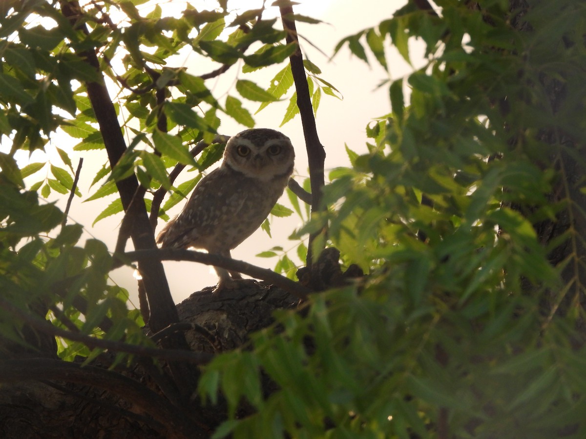 Spotted Owlet - ML620473736