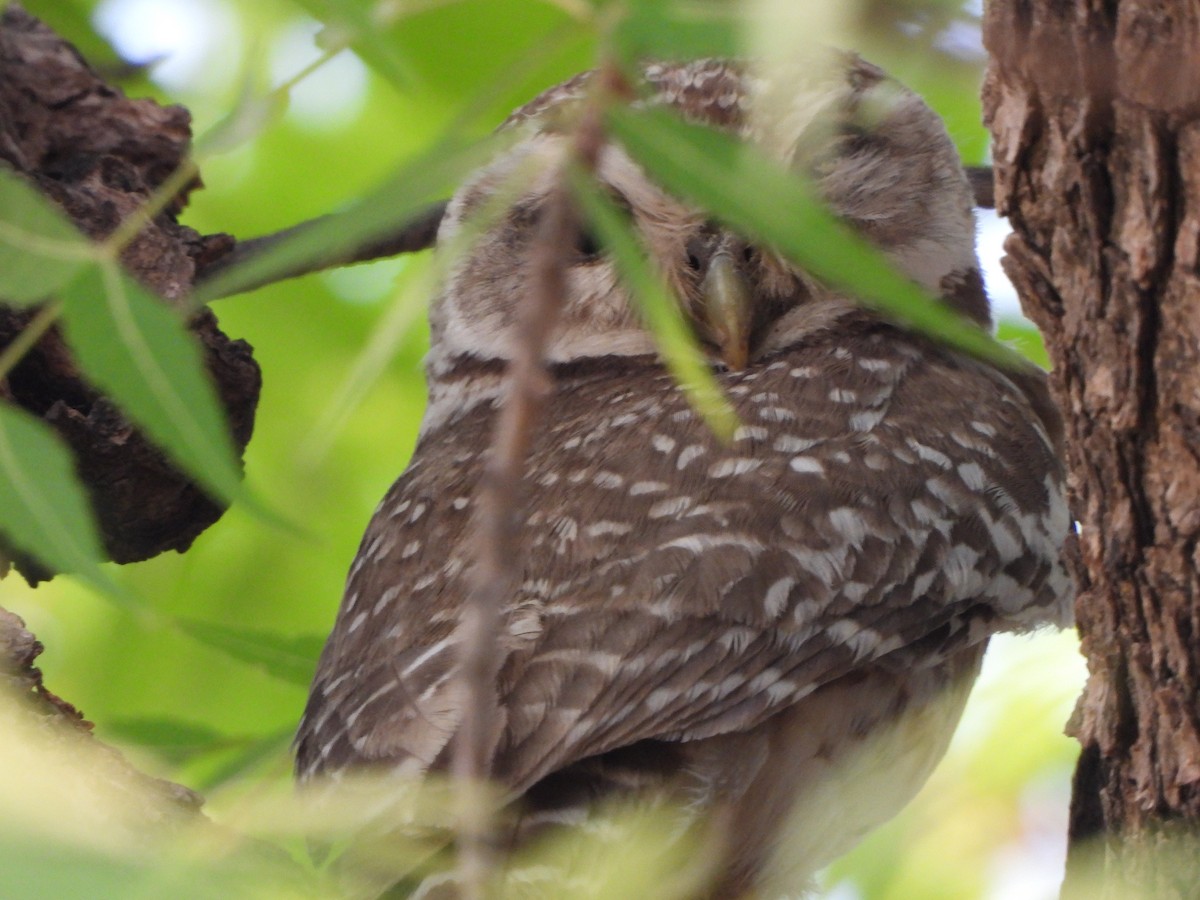 Spotted Owlet - Rounak choudhary