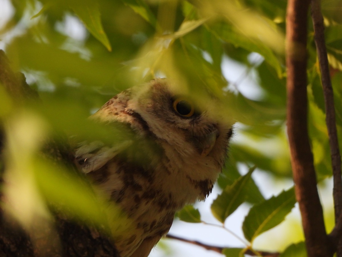 Spotted Owlet - ML620473739