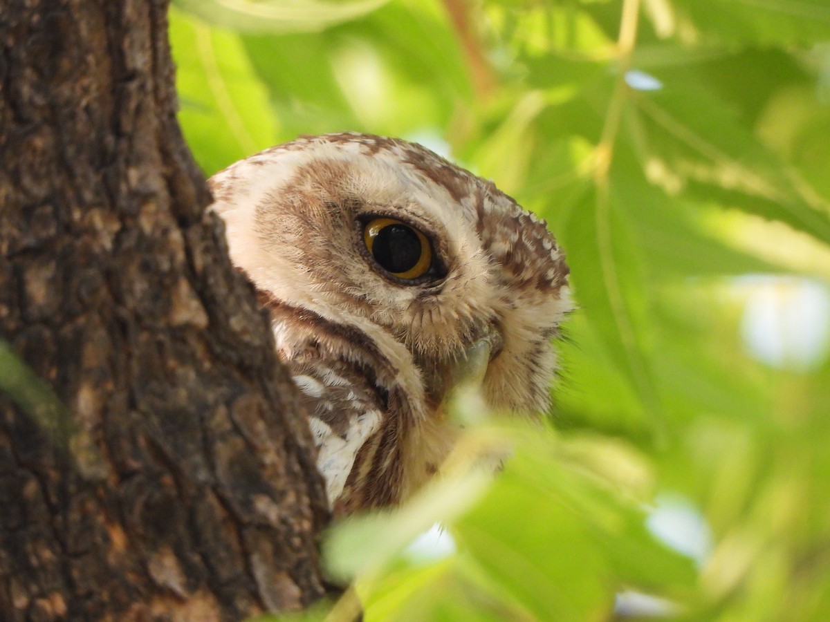 Spotted Owlet - ML620473740