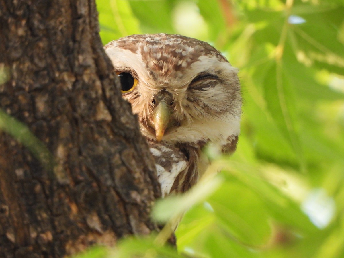 Spotted Owlet - ML620473741