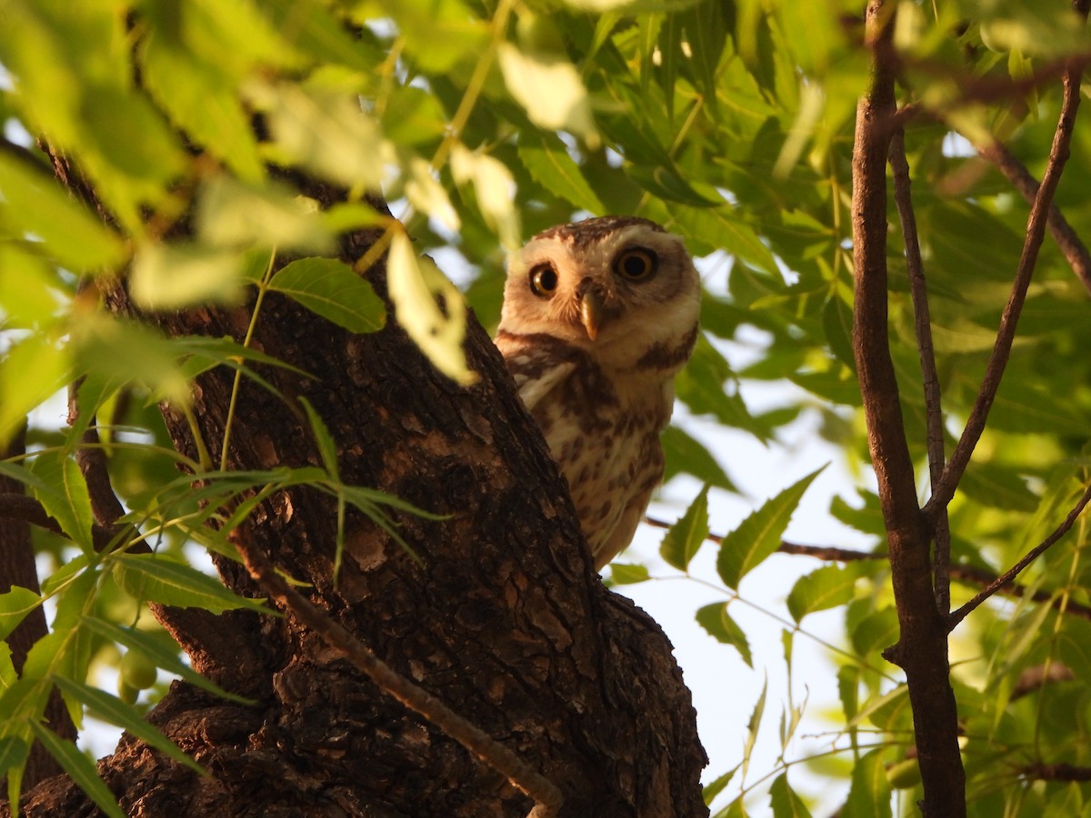 Spotted Owlet - ML620473742