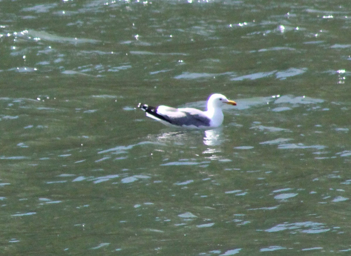 California Gull - ML620473744