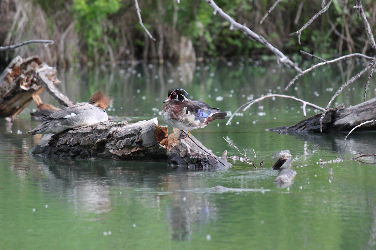 Wood Duck - ML620473745