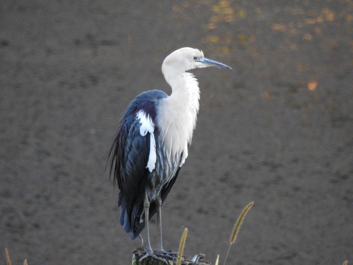 Pacific Heron - ML620473749