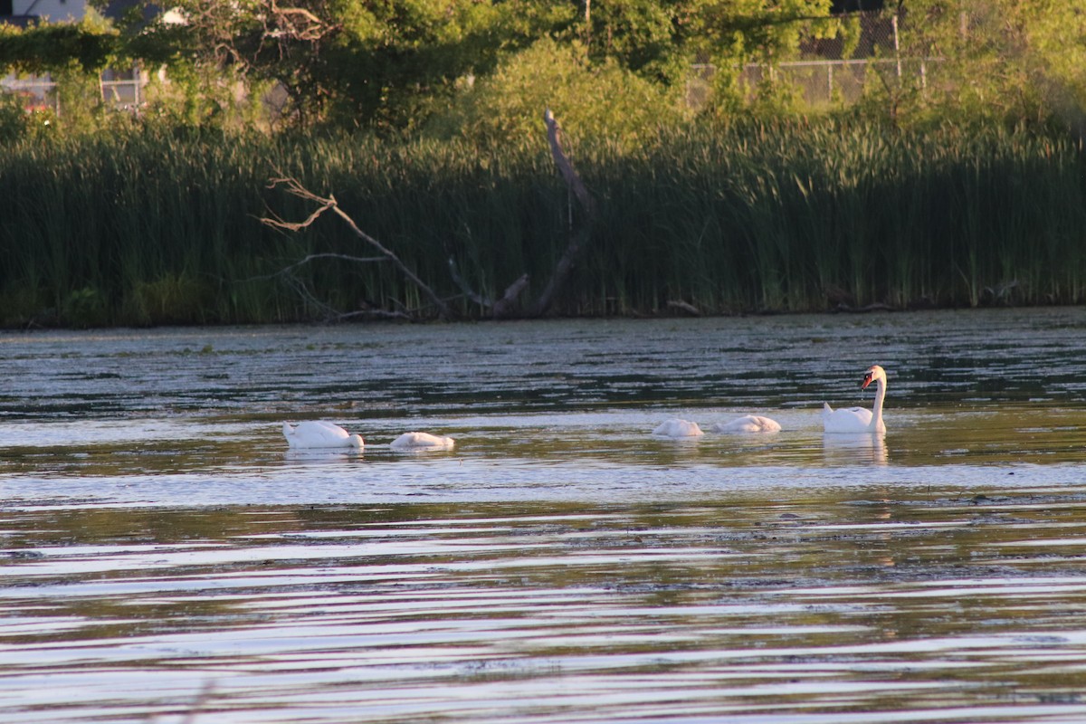 Mute Swan - ML620473756