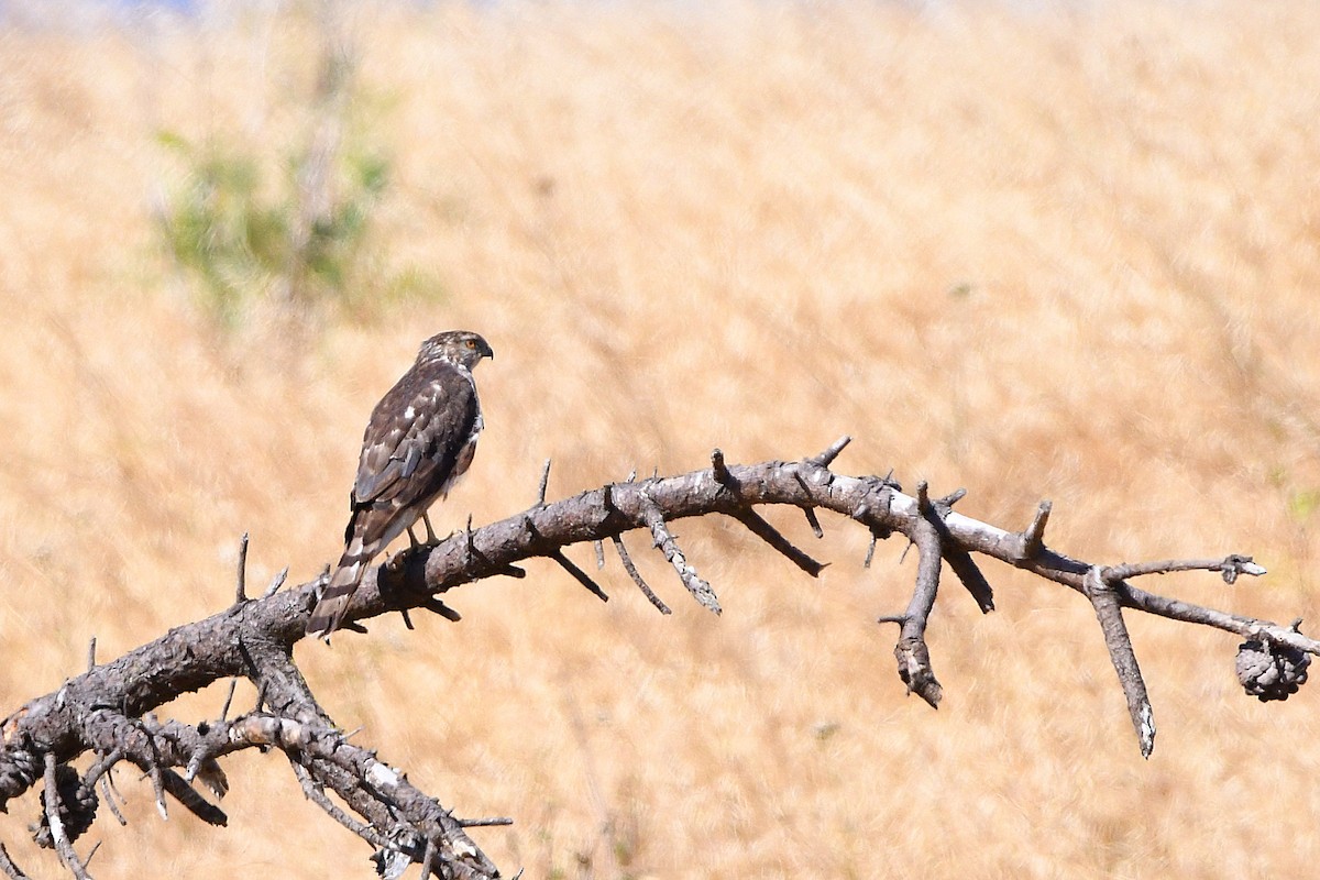 Cooper's Hawk - ML620473767