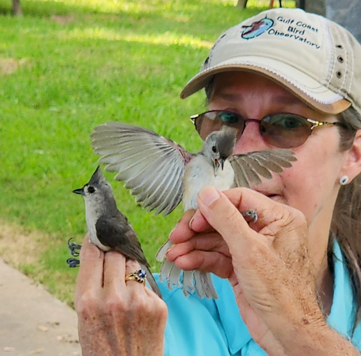 Tufted Titmouse - ML620473769