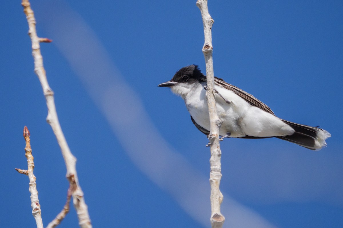 טירן מזרחי - ML620473770