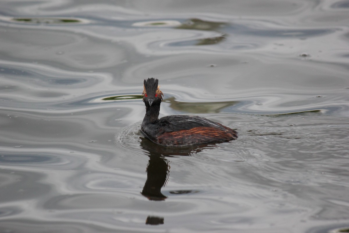 Eared Grebe - ML620473772