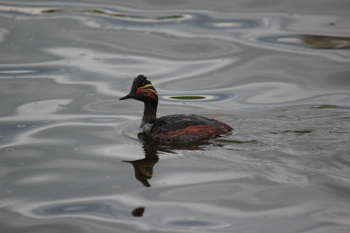 Eared Grebe - ML620473773