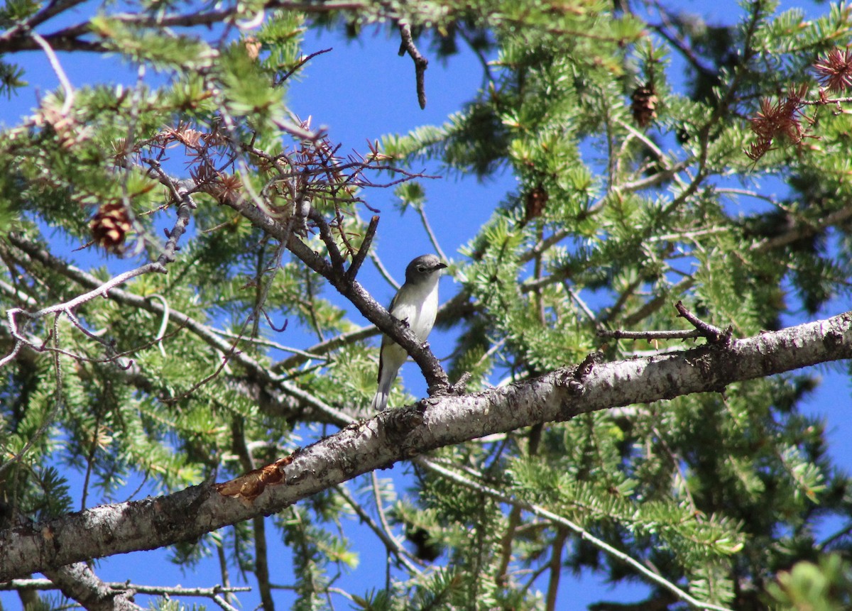 Cassin's Vireo - ML620473774