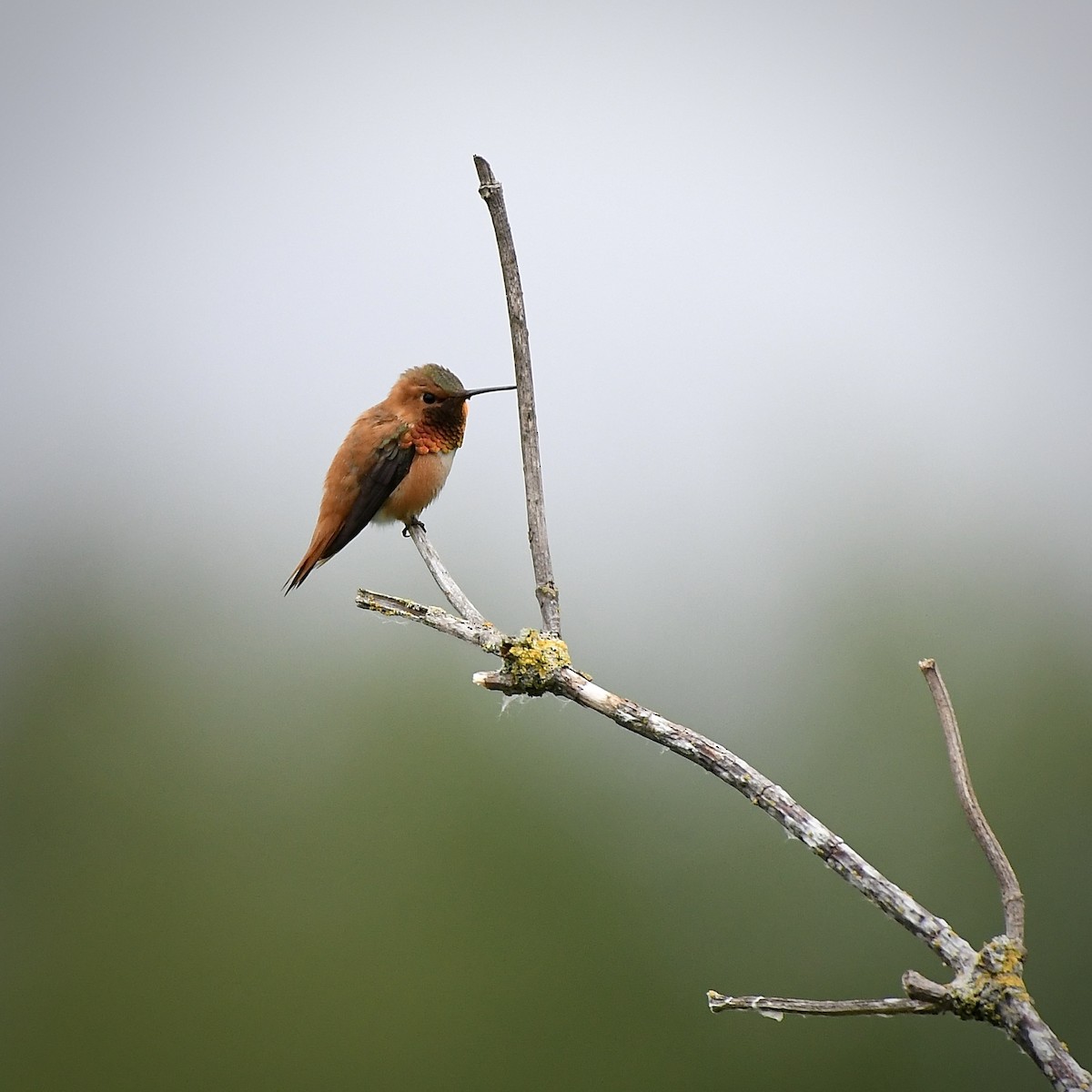 Rufous Hummingbird - ML620473779