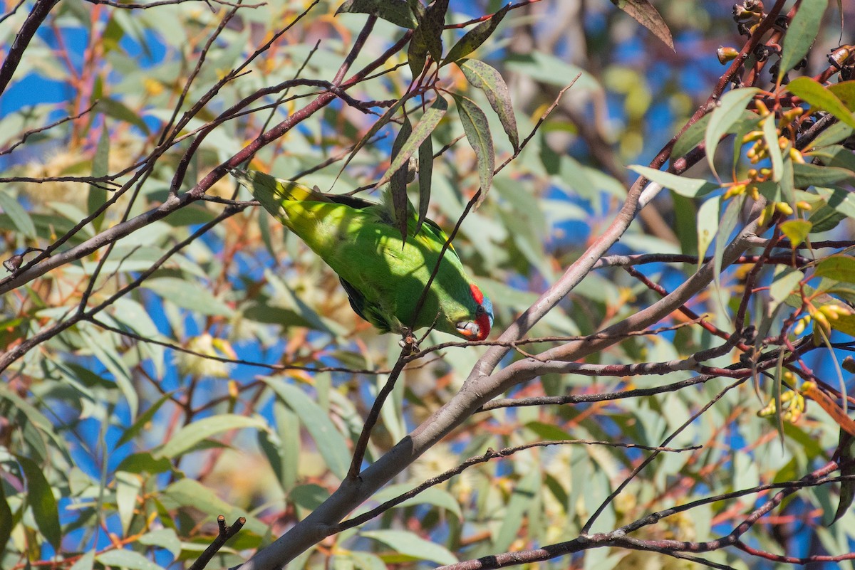 Musk Lorikeet - ML620473781