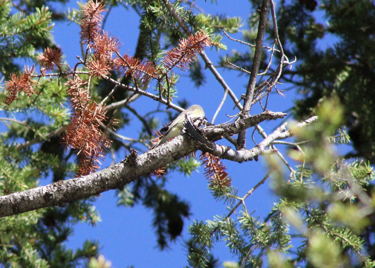 Cassin's Vireo - ML620473783