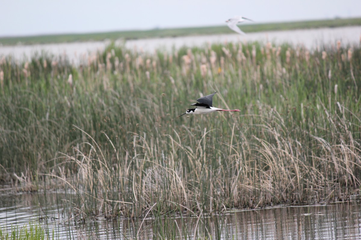 Black-necked Stilt - ML620473787