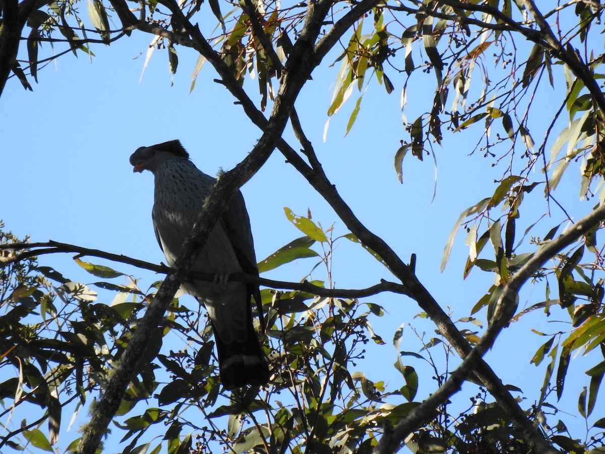 Topknot Pigeon - ML620473788