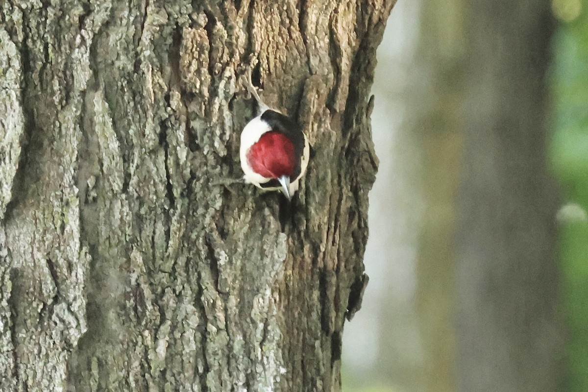 Red-headed Woodpecker - ML620473791