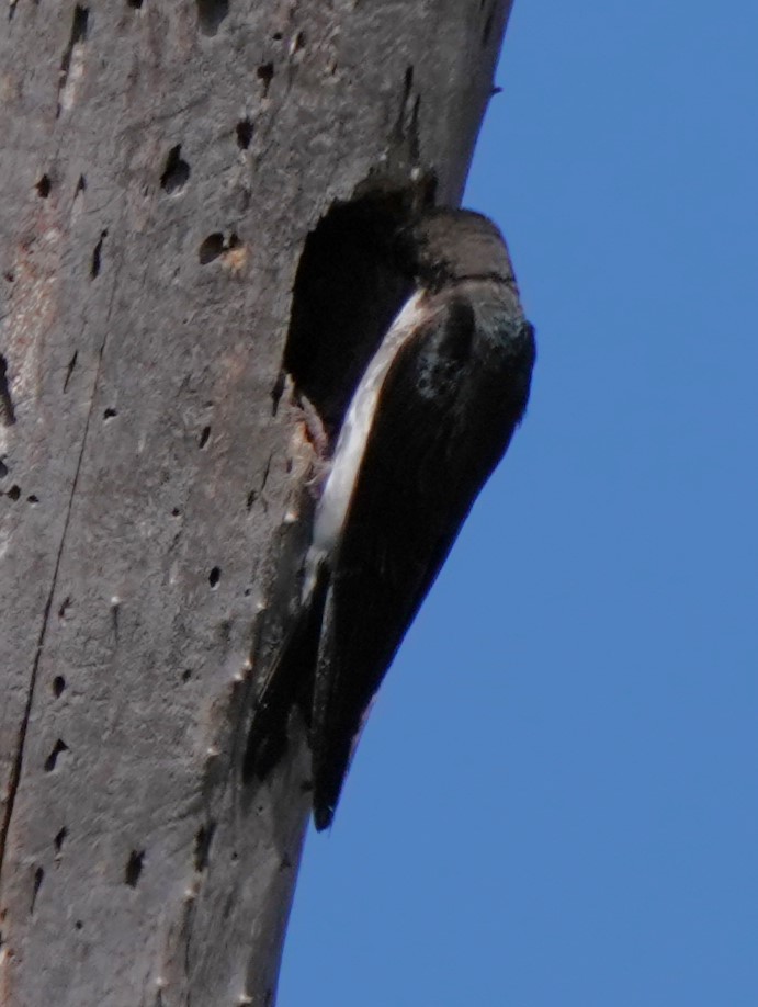 Tree Swallow - ML620473796