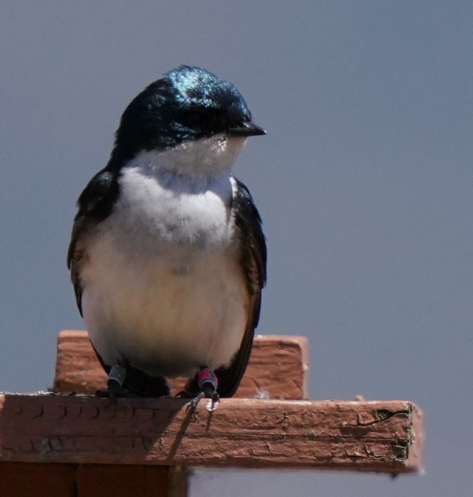 Tree Swallow - Richard Block