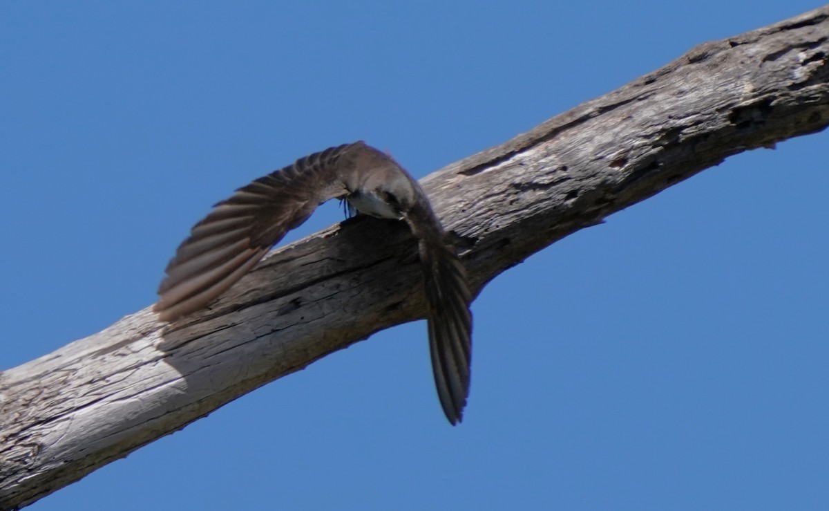 Tree Swallow - ML620473798