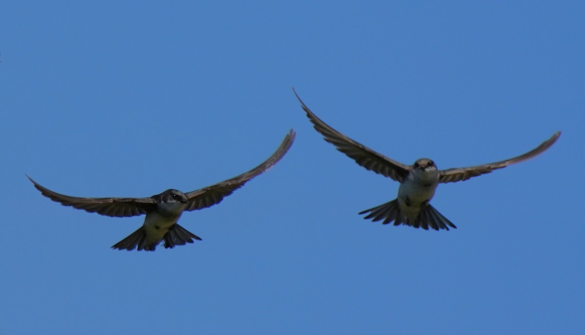 Tree Swallow - ML620473799