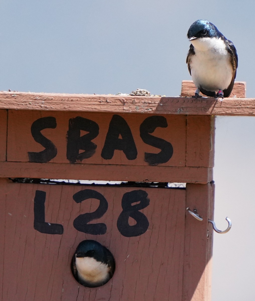 Tree Swallow - ML620473801