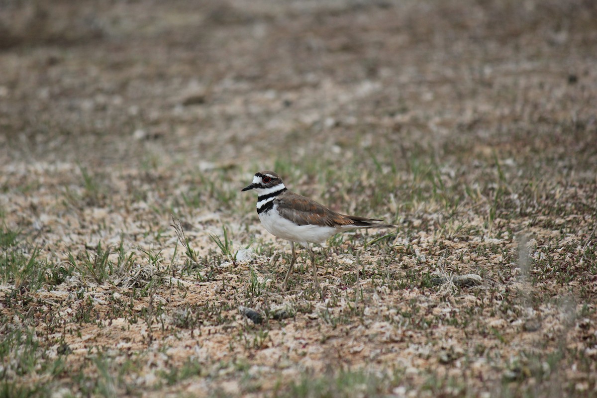 Killdeer - ML620473802