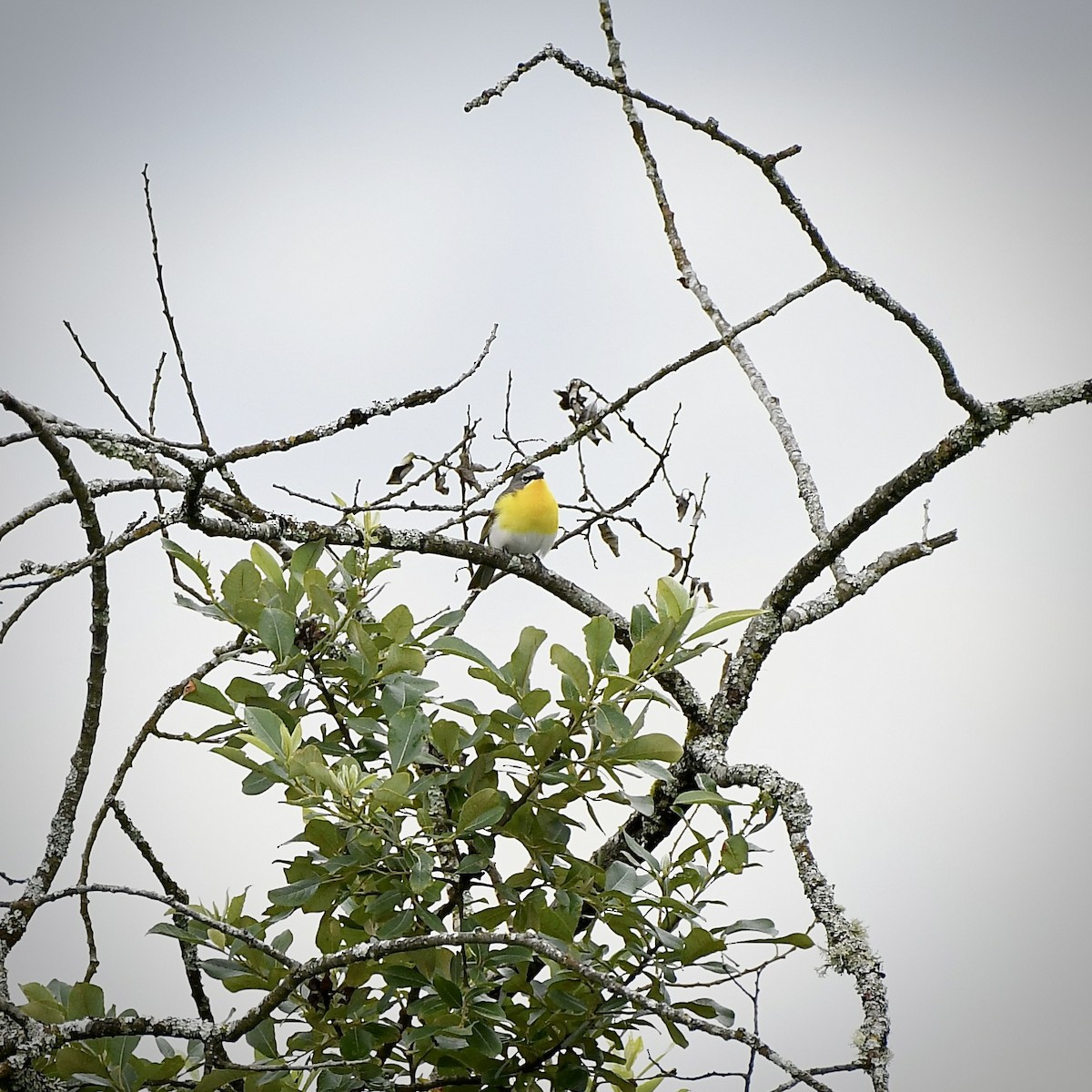 Yellow-breasted Chat - ML620473805