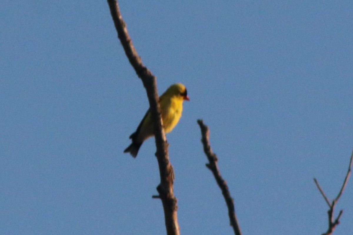 American Goldfinch - ML620473807