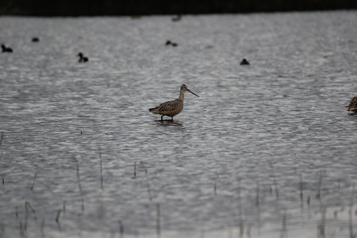 Marbled Godwit - ML620473808