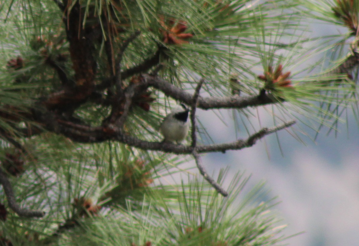 Mountain Chickadee - ML620473809