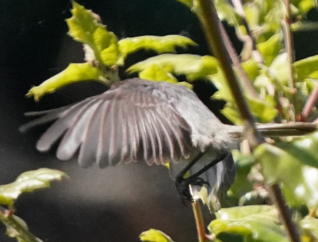 Bushtit - ML620473811