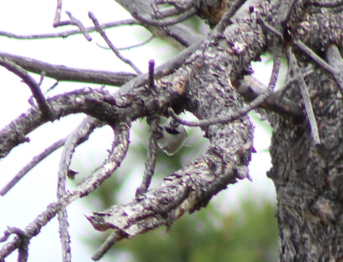 Mountain Chickadee - ML620473823