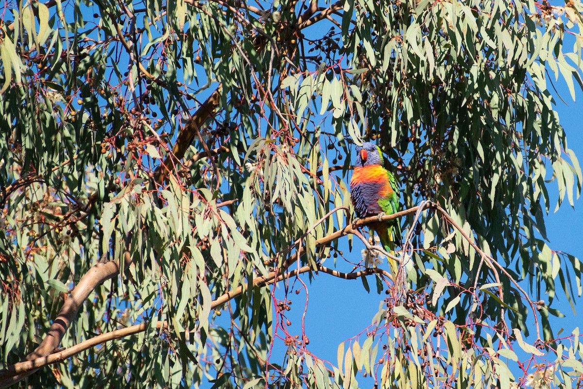 Rainbow Lorikeet - ML620473824