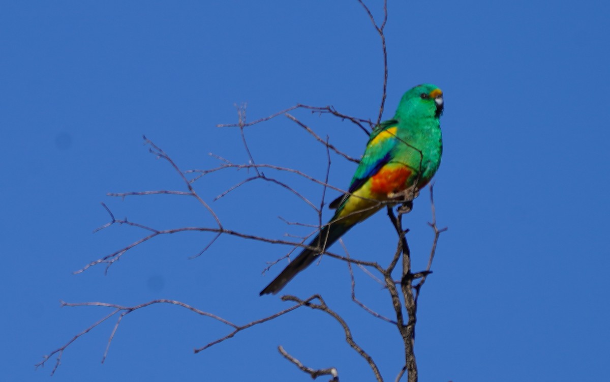 Разноцветный попугайчик - ML620473827