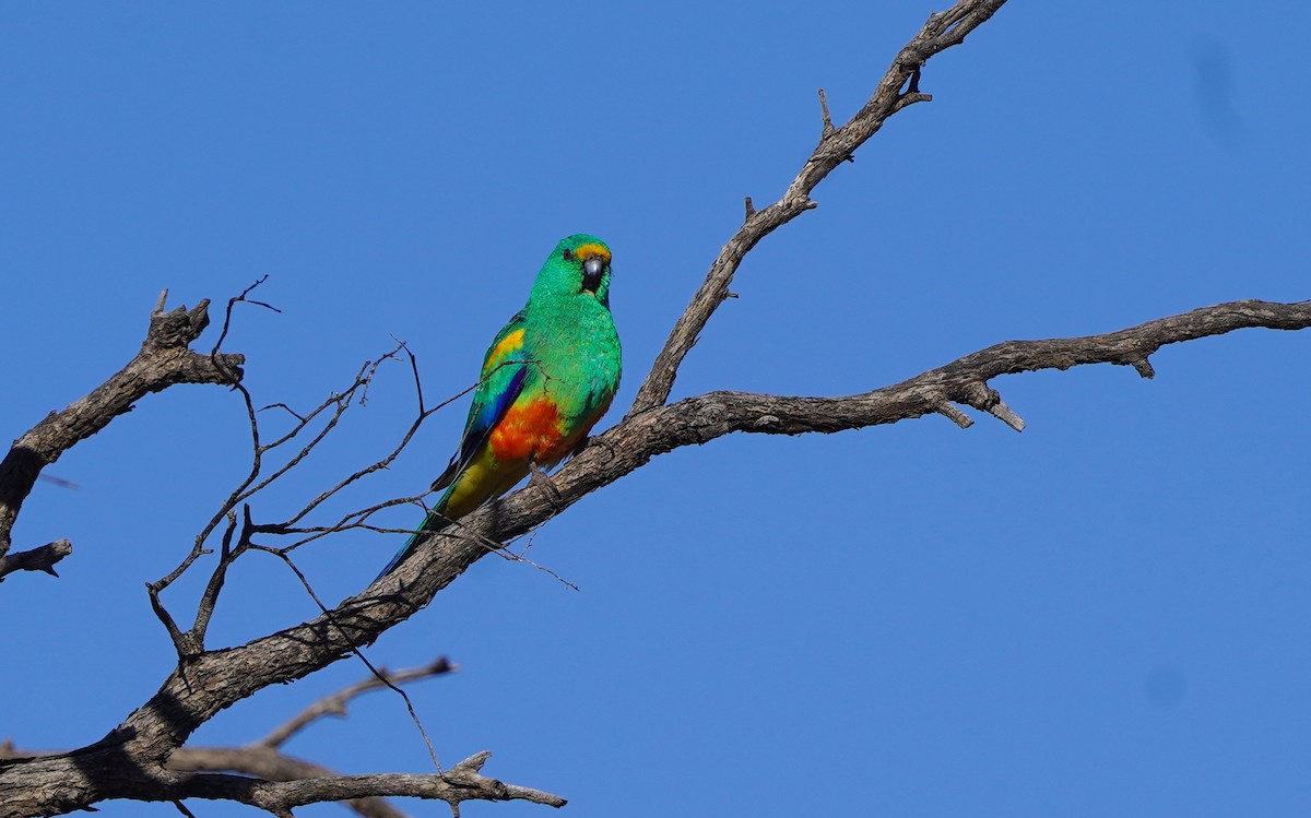 Mulga Parrot - ML620473828