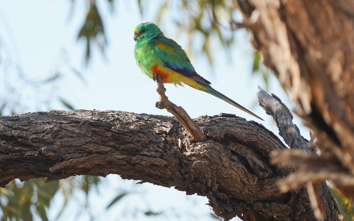 Разноцветный попугайчик - ML620473829